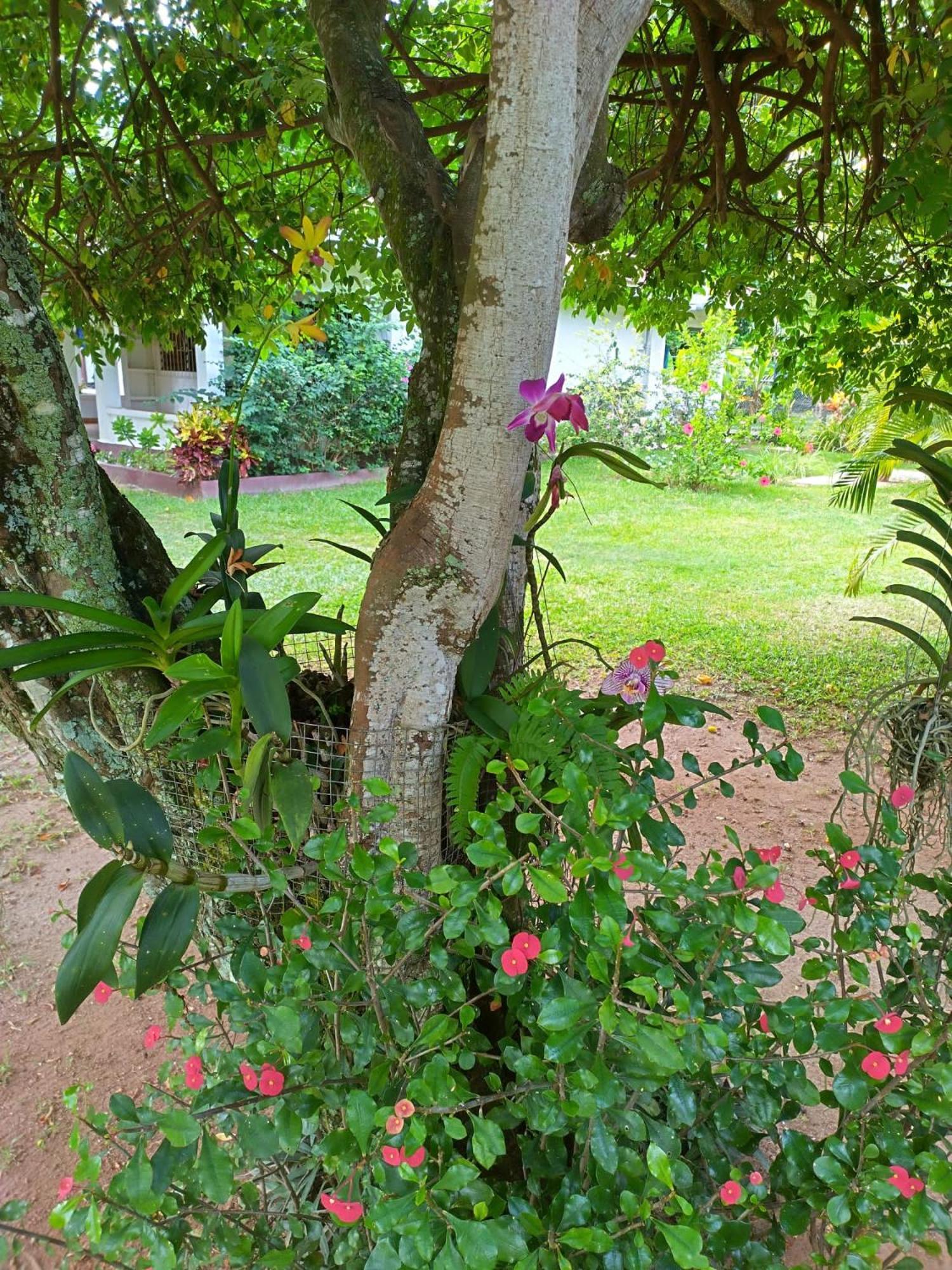 Au Cap Hcs Bungalows Turtle Bay Rustic Bungalow מראה חיצוני תמונה